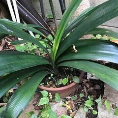 君子蘭　鉢植１、地植えがいくつか・・・の画像