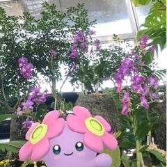 ポケGOARを撮りたい仲間募集🌸 - メンバー募集