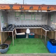 メダカとタマミジンコ　里山公園前めだか無人販売所　11/3