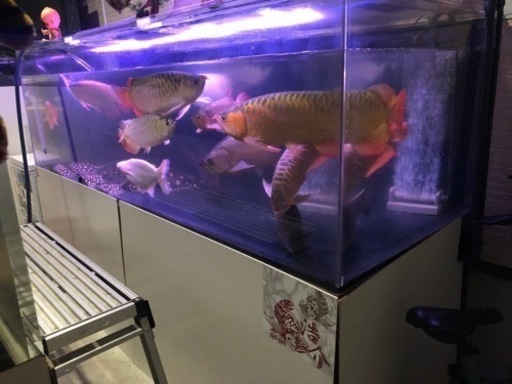 2400✖️900✖️750 アクリルオーバーフロー水槽