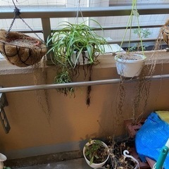 竿竹　さおだけ