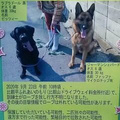 昨年9月末に山中で行方不明になった犬二頭を探しておられます　: ...