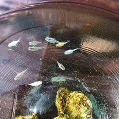 ダルマメダカ9匹