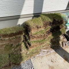 芝生あげます！