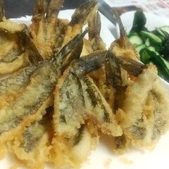 釣り未初級者向け　基本技術安全マナー講習♪　食材自分で調達しよっ♪の画像