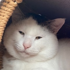 ブサカワ猫のふくちゃんです！