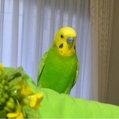 インコを探しています