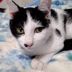 とっても懐きやすいオスの仔猫