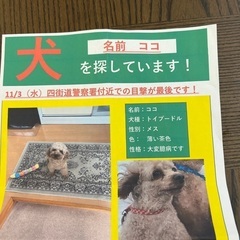 謝礼付き犬を探しています！
