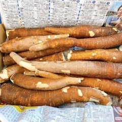 キャッサバの画像