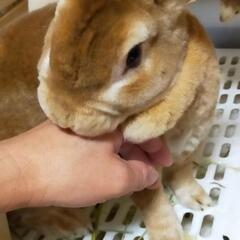 うさぎ🐰甘えん坊な男の子です❤