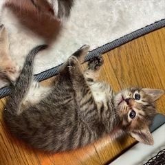 里親さんを探しています。一時募集終了