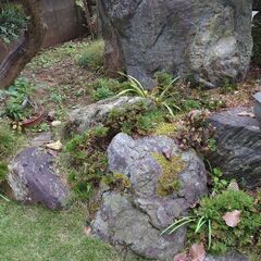 庭石です。の画像