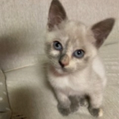 かわいい子猫です