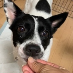 急募・雑種♀白黒
