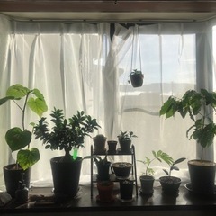 🌻草花や植物好きの男性コミュニティ🪴