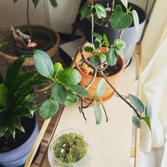 大阪で植物好きの人、仲良くなりましょー🌱