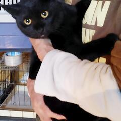 【里親様決定】とってもラッキーな黒猫　てん君　推定５ヶ月