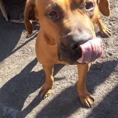 (再募集)元気な土佐犬の男の子　幸せな家庭を探しています。