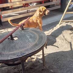 (再募集)元気な土佐犬の男の子　幸せな家庭を探しています。 - 犬