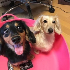 カニンヘンダックスとミニチュアダックスのミックス二匹