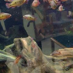 熱帯魚