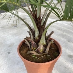 ココスヤシの木　鉢植え&養土セット