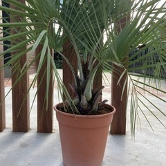 ココスヤシの木 鉢植え&養土セット