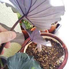 コロカシアブラックランナーの画像