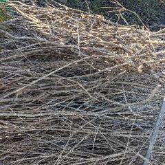 庭木伐採後の薪（小枝等）の画像