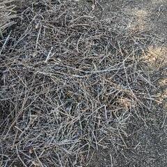 庭木伐採後の薪（小枝等）の画像