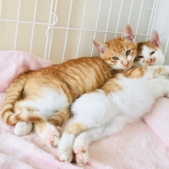 茶白生後3ヶ月兄弟猫
