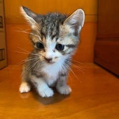 子猫の里親募集