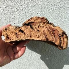 【限定3/5】コルク樹皮　ポルトガル産　大サイズの画像