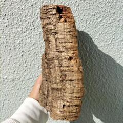 【限定3/5】コルク樹皮　ポルトガル産　大サイズの画像