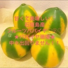 石垣島産　高級フルーツパパイヤ