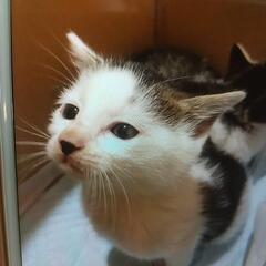 里親募集　子猫ちゃん