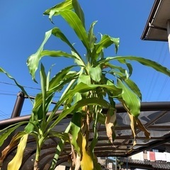 【金券など可】めちゃでかい　観葉植物　全高2m超　巨大