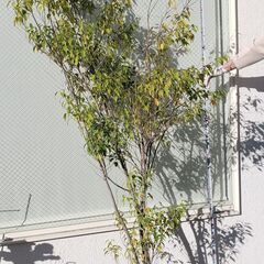 210cm シンボルツリー 庭木 常緑樹 おしゃれ 大型 ハイノキ株立