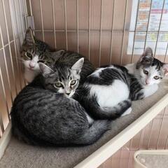 保護猫ボランティア募集！