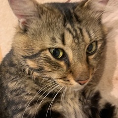 とても人懐っこくて甘えん坊の長毛猫君