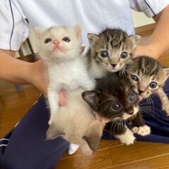 in豊明～子猫がいっぱいの譲渡会 ちーむにゃいんず2021年11...