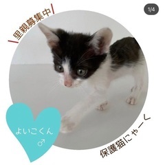 ( ¨̮ )よいこのよいこ君( ¨̮ )