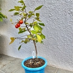 ロウヤガキ　老爺柿　老鴉柿　紅真珠② 盆栽　観葉植物