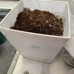 多肉植物　錦蝶　胡蝶の舞錦の画像
