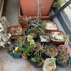 多肉植物　錦蝶　ドリームスター　セダム  など　まとめて