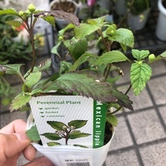 花の苗　メキシカンハーブ　リッピア