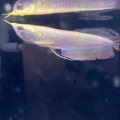 アルビノシルバーアロワナ　ショート