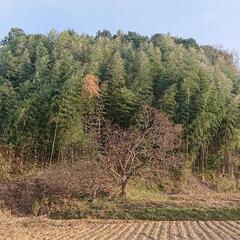 山林・竹林 売ります 奈良県 桜井市 関西 - 土地販売/土地売買