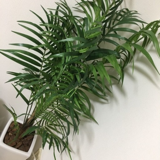 観葉植物（11/5、16時にとりに来ていただけたら¥2000にさせていただきます）